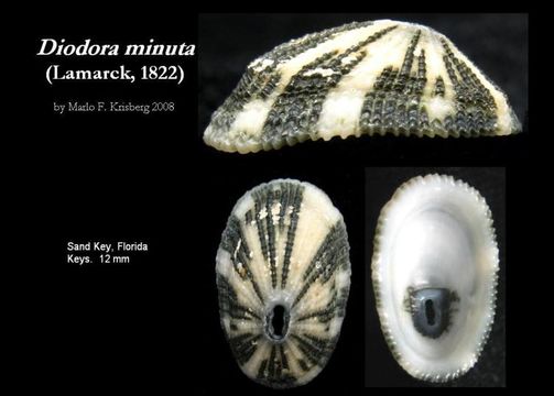Image of Diodora minuta (Lamarck 1822)