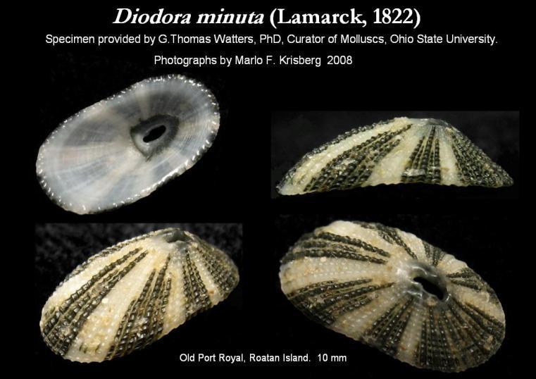 Image of Diodora minuta (Lamarck 1822)