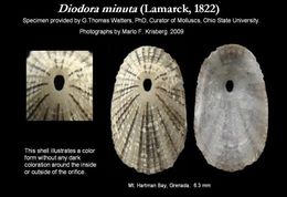 Image of Diodora minuta (Lamarck 1822)