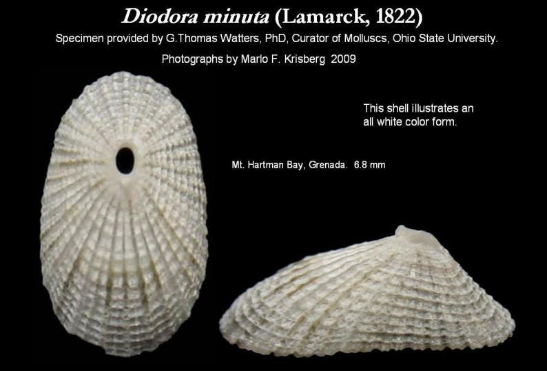 Imagem de Diodora minuta (Lamarck 1822)