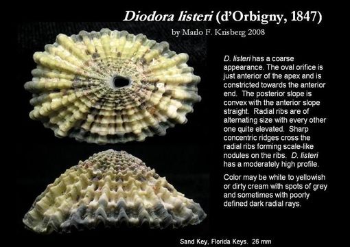 Imagem de Diodora listeri (d'Orbigny 1847)