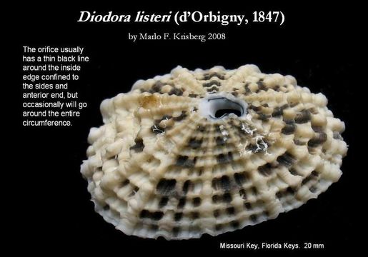 Imagem de Diodora listeri (d'Orbigny 1847)