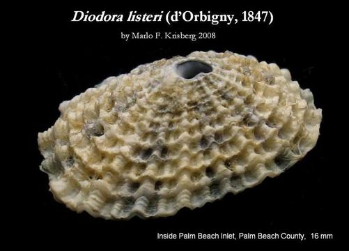 Imagem de Diodora listeri (d'Orbigny 1847)