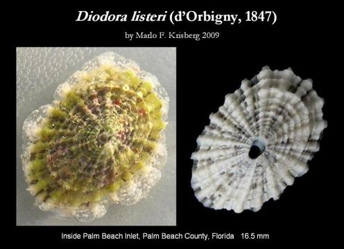 صورة Diodora listeri (d'Orbigny 1847)