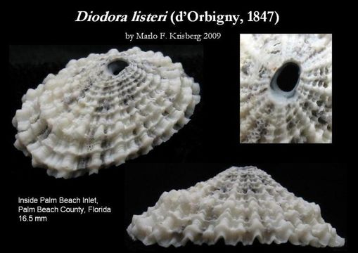 Imagem de Diodora listeri (d'Orbigny 1847)