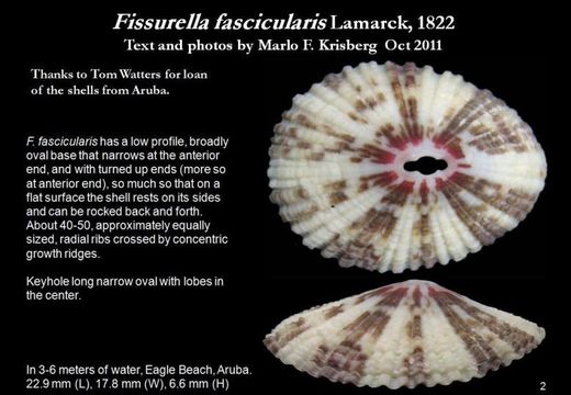 Image of Fissurella fascicularis Lamarck 1822