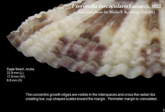 Image de Fissurella fascicularis Lamarck 1822