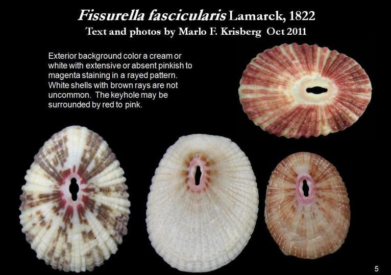 Image de Fissurella fascicularis Lamarck 1822