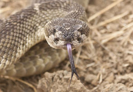 Image of Crotalus oreganus oreganus Holbrook 1840