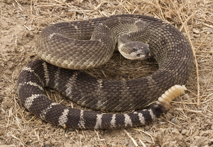 Image of Crotalus oreganus oreganus Holbrook 1840