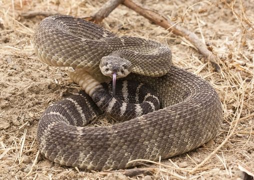 Image of Crotalus oreganus oreganus Holbrook 1840