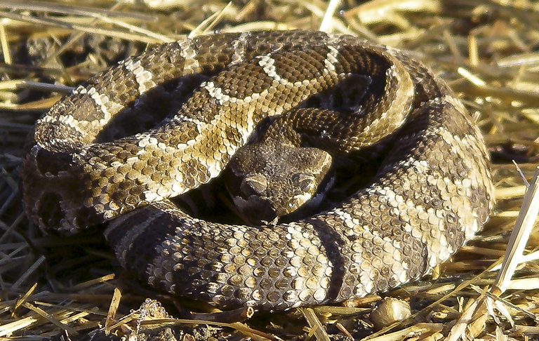 Image of Crotalus oreganus oreganus Holbrook 1840