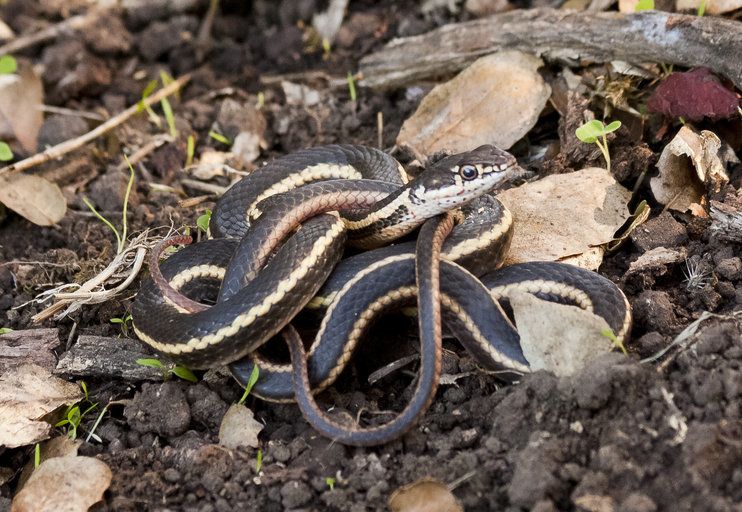 Image of <i>Masticophis lateralis euryxanthus</i>