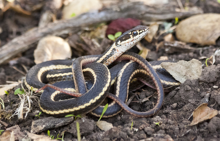 Image of <i>Masticophis lateralis euryxanthus</i>