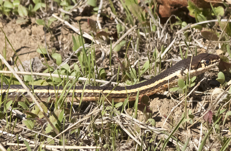 Image of <i>Masticophis lateralis euryxanthus</i>