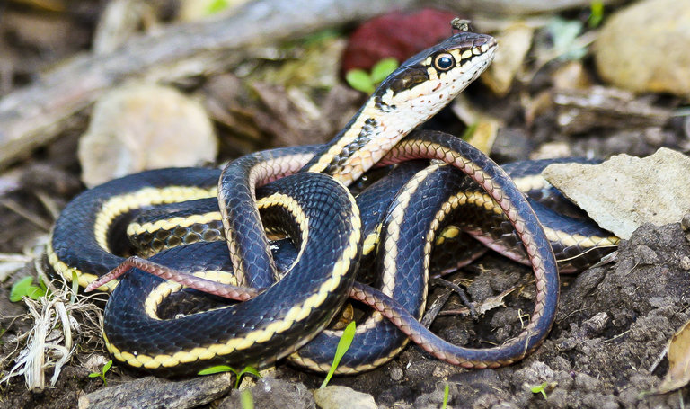 Image of <i>Masticophis lateralis euryxanthus</i>