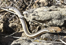 Image of <i>Masticophis lateralis euryxanthus</i>