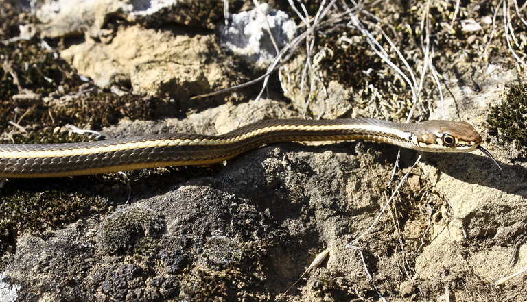 Image of <i>Masticophis lateralis euryxanthus</i>