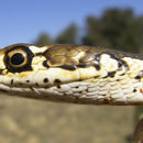 Image of <i>Masticophis lateralis euryxanthus</i>