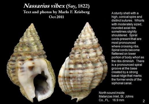 Sivun <i>Nassarius vibex</i> kuva