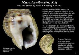 Image of <i>Nassarius vibex</i>