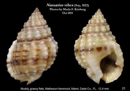 Sivun <i>Nassarius vibex</i> kuva