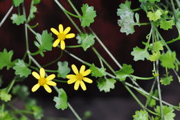 Plancia ëd Cineraria saxifraga DC.