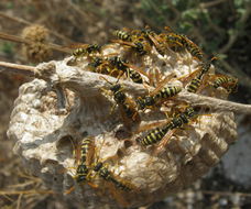 Image of Paper wasp