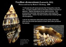 Vexillum dermestinum (Lamarck 1811)的圖片