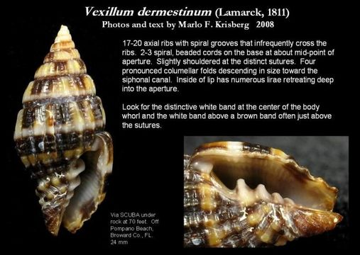 Imagem de Vexillum dermestinum (Lamarck 1811)