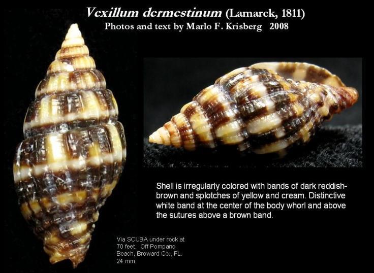 Vexillum dermestinum (Lamarck 1811)的圖片