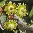 Image of Euphorbia schoenlandii Pax