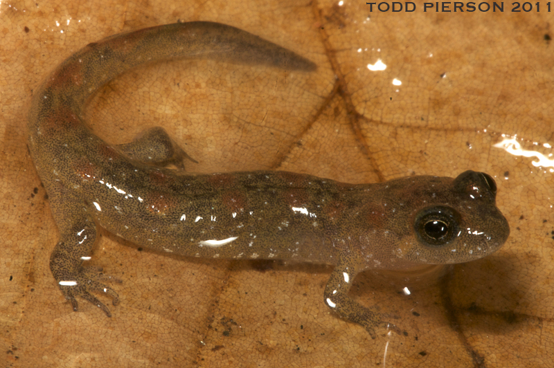 Image of Seal Salamander