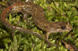 Image of Ocoee Dusky Salamander