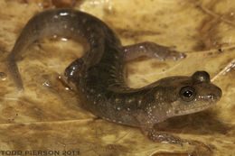 Image of Blackbelly Salamander