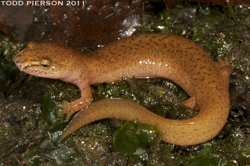 Image of Spring Salamander