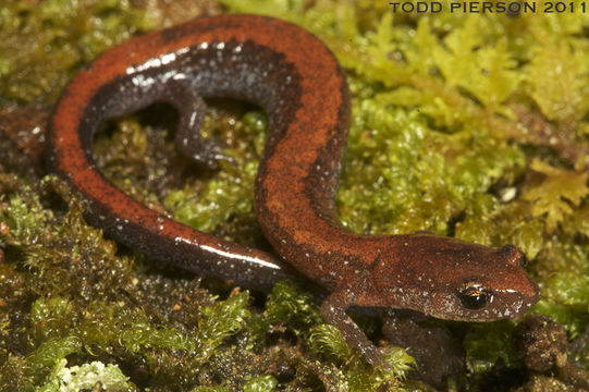 Image of Southern Redback Salamander