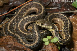 Image of Thamnophis sirtalis sirtalis (Linnaeus 1758)