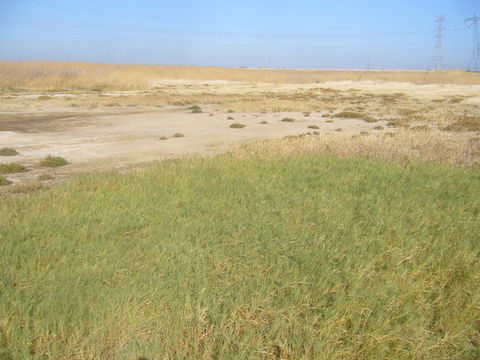 Image of saltgrass