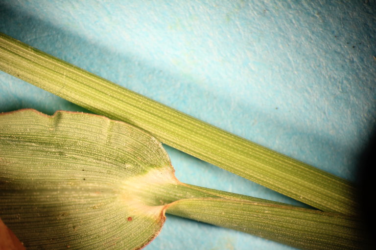 Echinochloa colona (L.) Link resmi