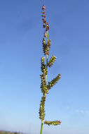 Plancia ëd Echinochloa colona (L.) Link