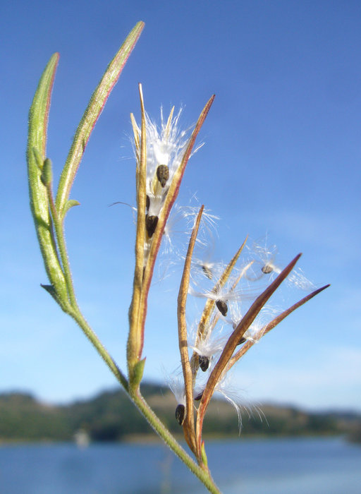 Image of tall annual willowherb