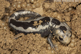 Image of Marbled Salamander