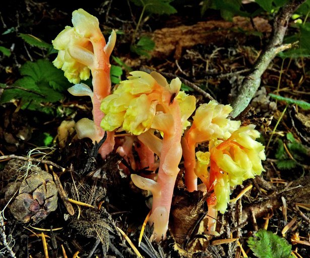 Image of <i>Monotropa hypopitys</i>