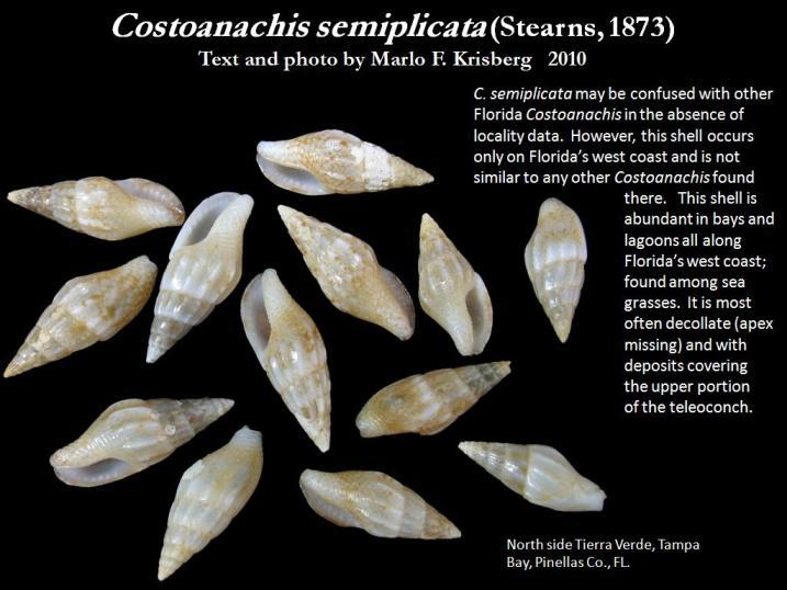 Image of Costoanachis semiplicata (Stearns 1873)