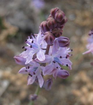 Image of Prospero autumnale (L.) Speta