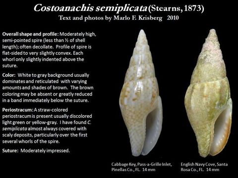 Image of Costoanachis semiplicata (Stearns 1873)