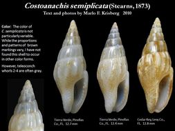 Sivun Costoanachis semiplicata (Stearns 1873) kuva