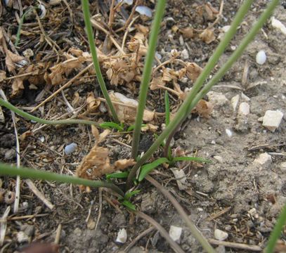 Image of autumn squill