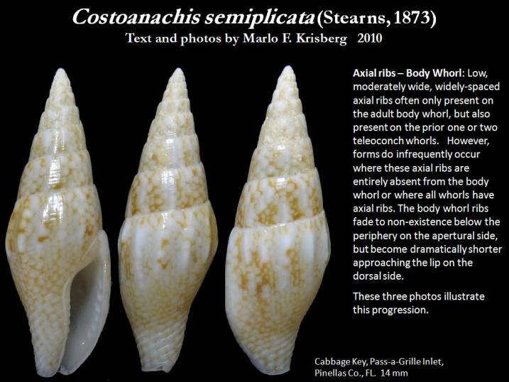 Sivun Costoanachis semiplicata (Stearns 1873) kuva